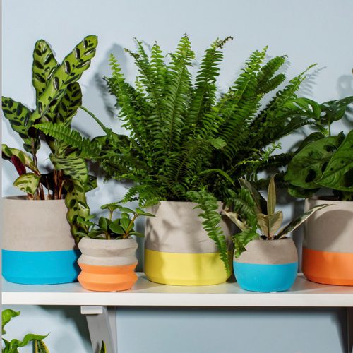 como decorar tu terraza con plantas