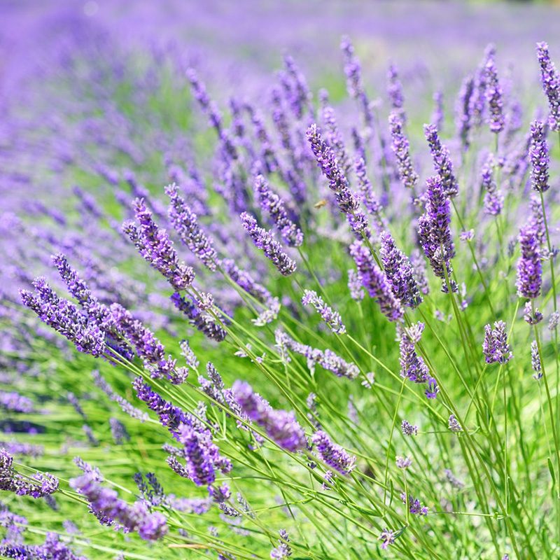 Lavanda