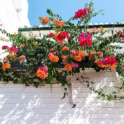 Plantas de primavera verano con flores
