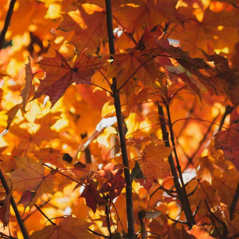 Árboles en otoño