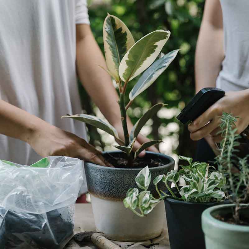 Cómo cuidar plantas de exterior en invierno