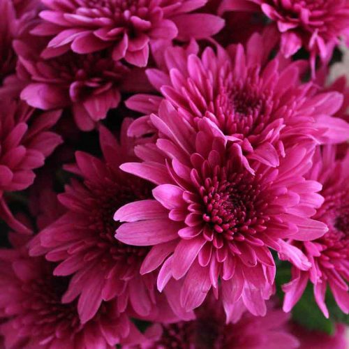 Plantas de exterior de invierno: crisantemo
